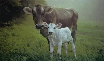 mother-cow-and-calf