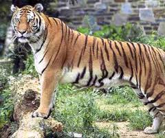 जर्जर व्यवस्था और बूढ़े गार्ड बाघों की कैसे रक्षा करे