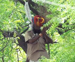 जंतर मंतर में पेड़ पर झूलता किसान और निर्मम राजनीति