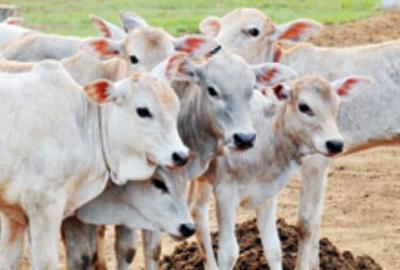 गाय-भैंसों को भी लग सकती है लू,  गर्मियों में ऐसे करें पशुओं की देखभाल