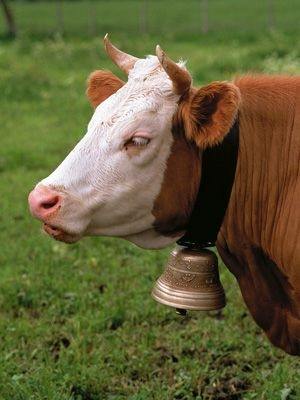 “गोरक्षा के लिए आपको गाय पालनी चाहियेः डा. सोमदेव शास्त्री”