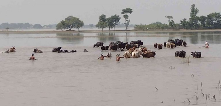 बाढ़ में बेजुबान पशुओं की भूख मिटाना चुनौती है